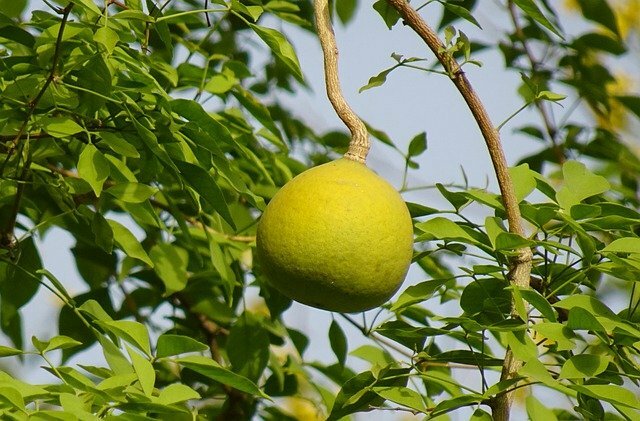 wood apple scientific name