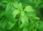 Stevia