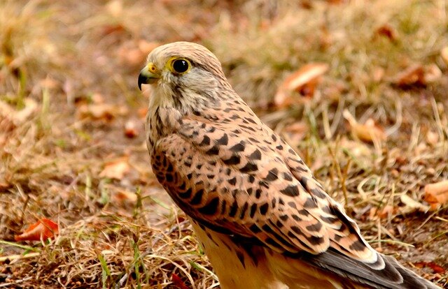 Common Hawk bird name in hindi