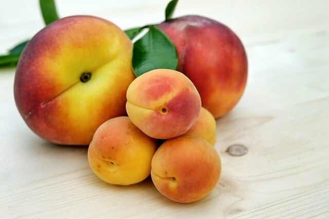 apricots scientific name