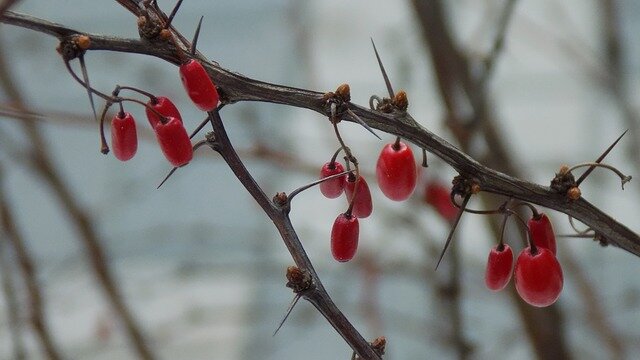 barberry scientific name