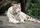 white tiger