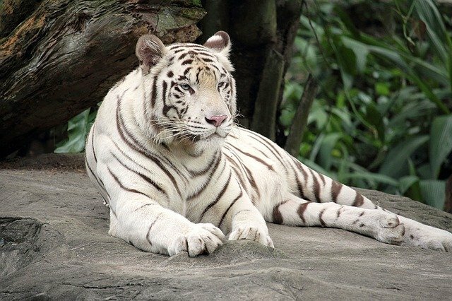 white tiger