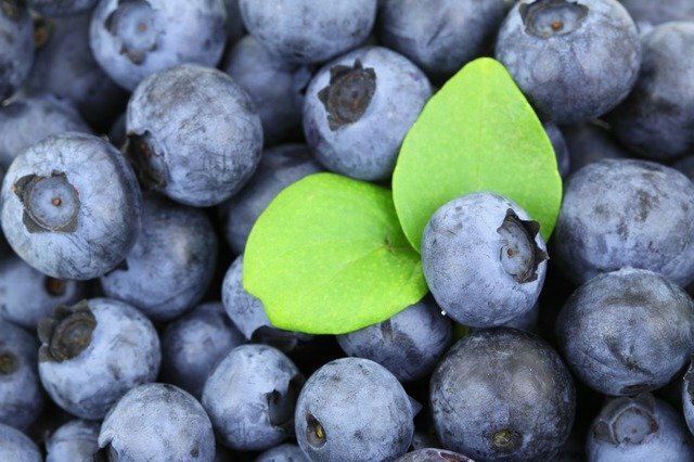 blue berry scientific name