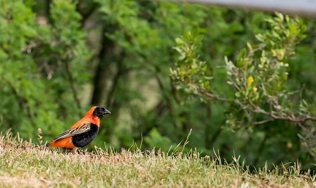 Weave bird name in hindi