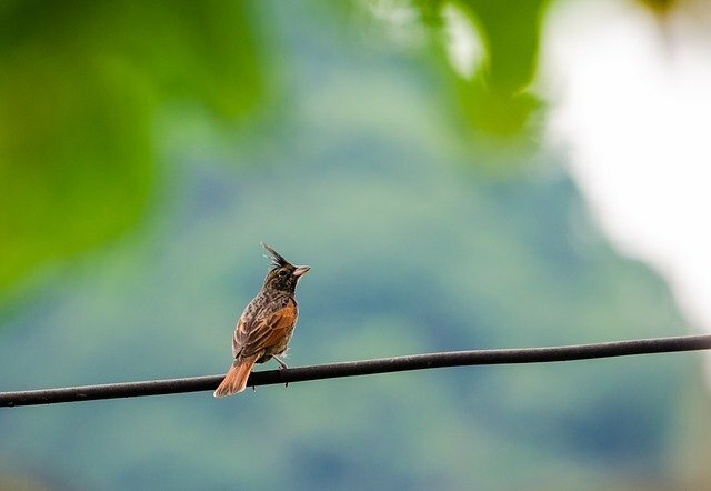 Crested Bunting bird name in hindi