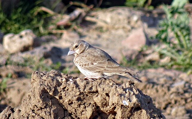 indian Bush Lark bird name in hindi