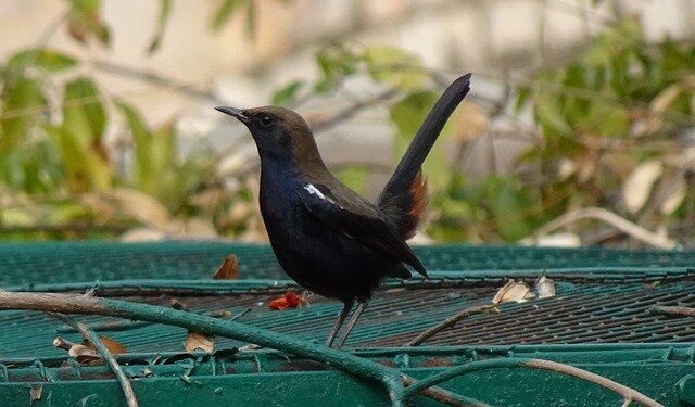 Indian Robin bird name in hindi