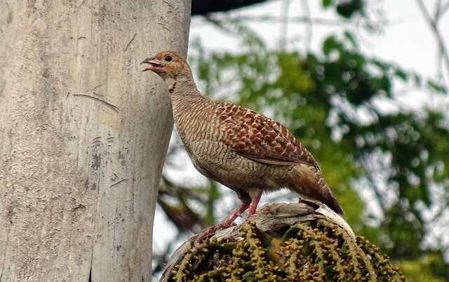 Grey Partridge bird name in hindi