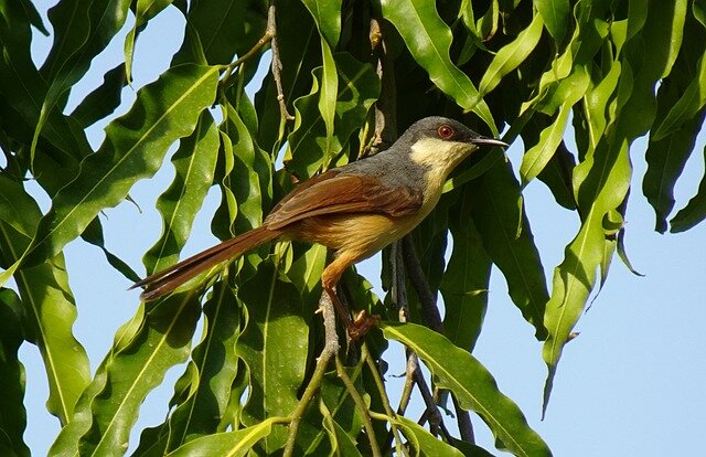 Ashy Prinia