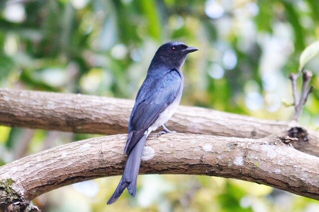 Black Drongo bird name in hindi