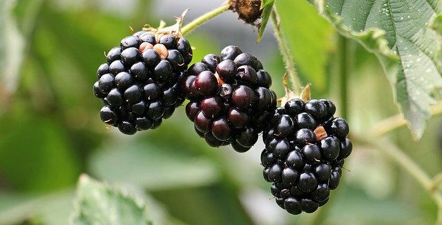 black berries scientific name