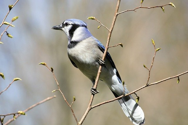 Blue jay bird name in hindi