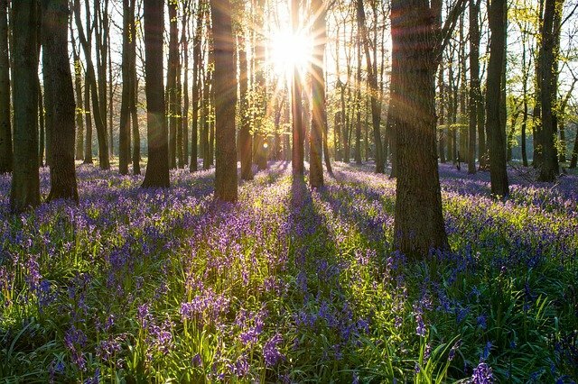 Spring Season in Hindi