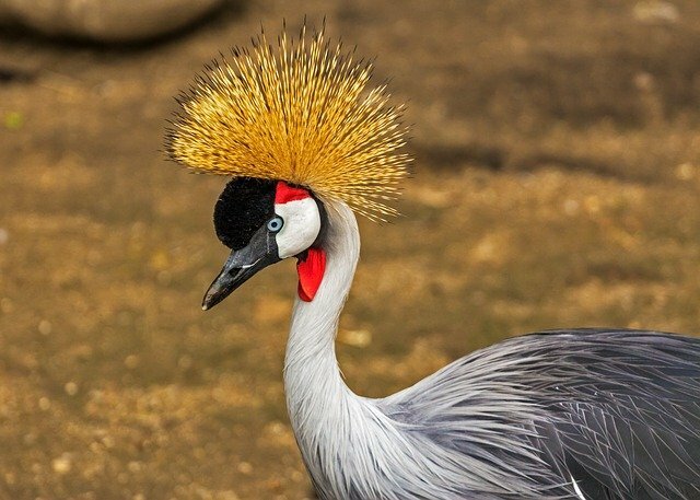 Crane bird name in hindi