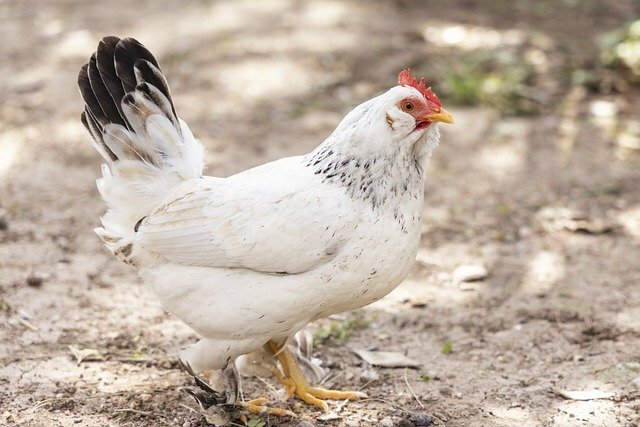 Hen bird name in hindi