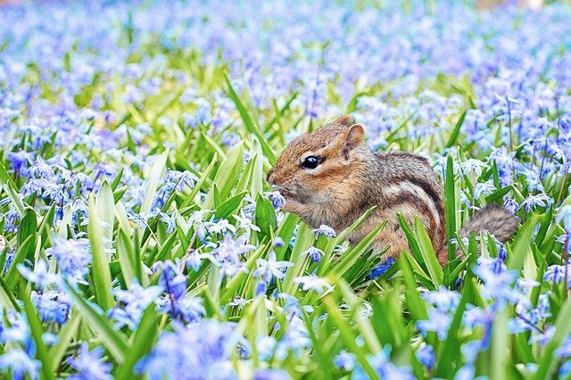 Spring Season in Hindi