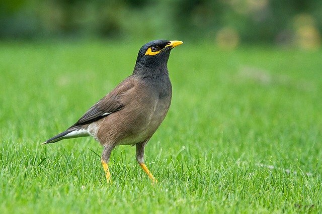 Mynah bird name in hindi