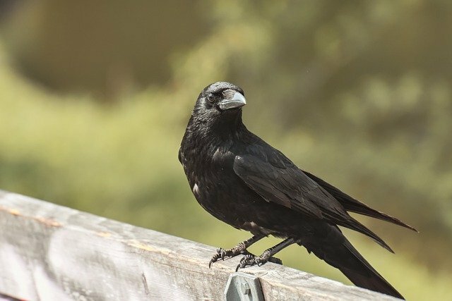 Crow bird name in hindi