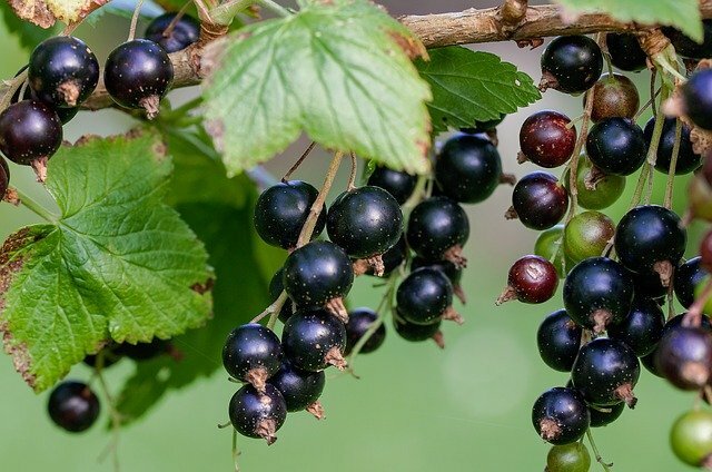 black currant scientific name