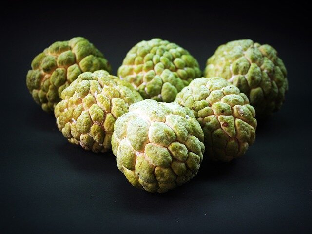 custard apple scientific name