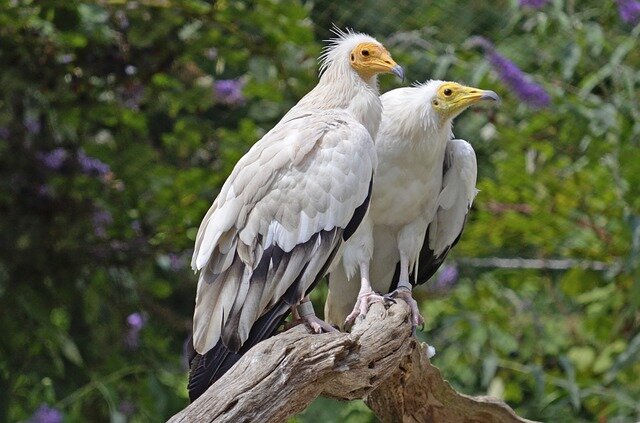 Egyptian Vulture