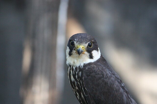 Eurasian Hobby bird name in hindi