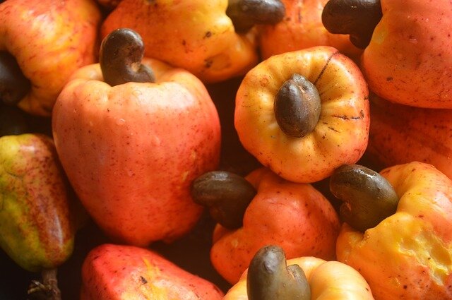 cashew fruit scientific name