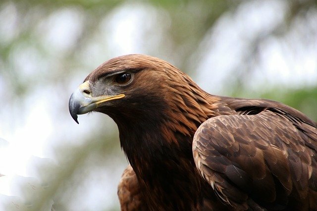 Eagle bird name in hindi