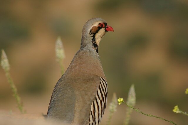 Chukar Partridge bird name in hindi