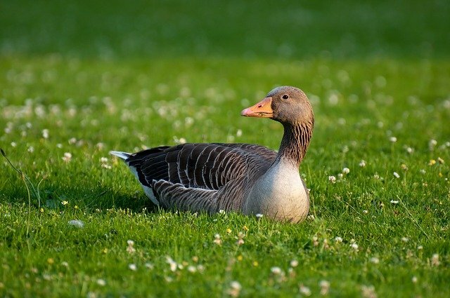 Goose bird name in hindi