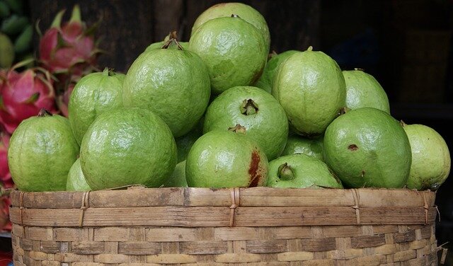 guava scientific name