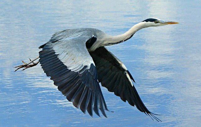 Heron bird name in hindi