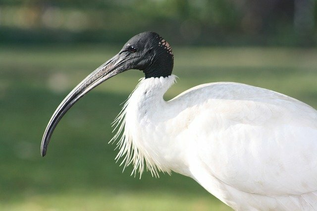 Black-Headed Ibis 