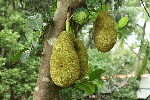 jackfruit scientific name