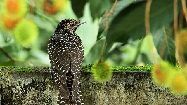 Asian Koel bird name in hindi