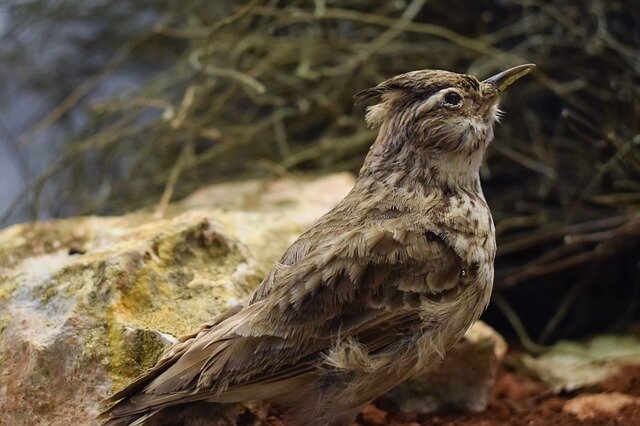 Skylark bird name in hindi