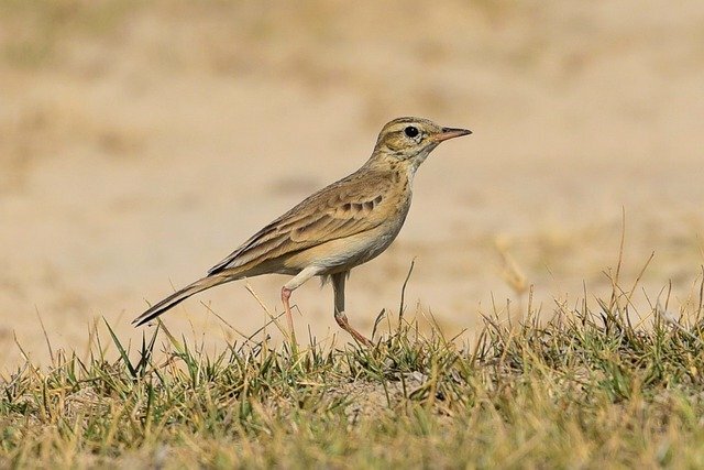 Lark bird name in hindi