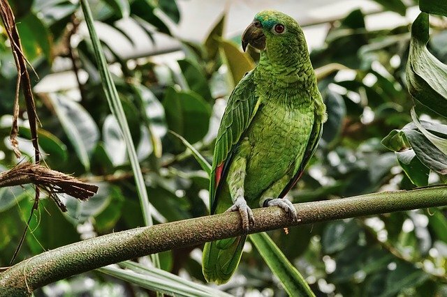 About Parrot in Hindi