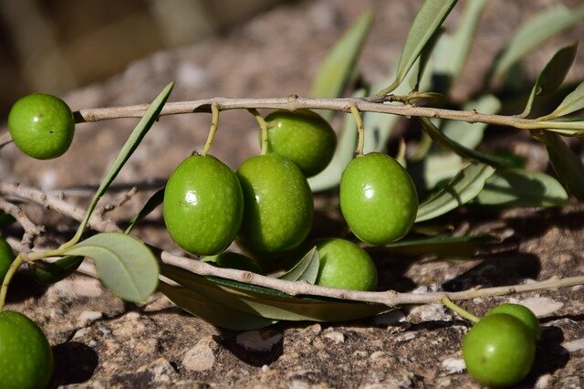 olive scientific name