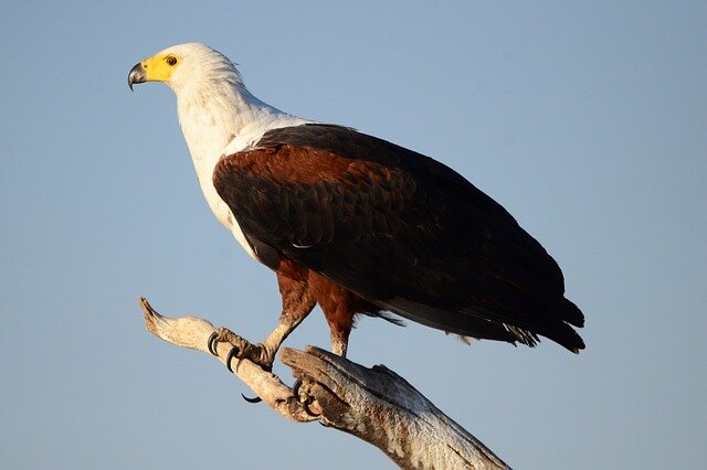 Osprey bird name in hindi