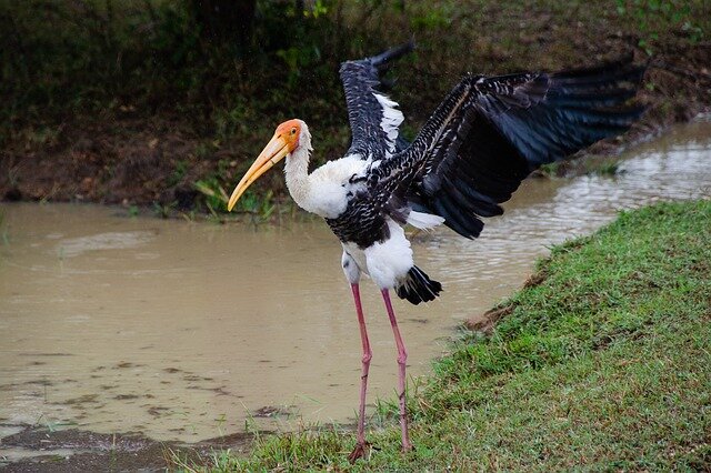 bird name in hindi Painted Stork