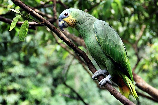 Parrot bird name in hindi