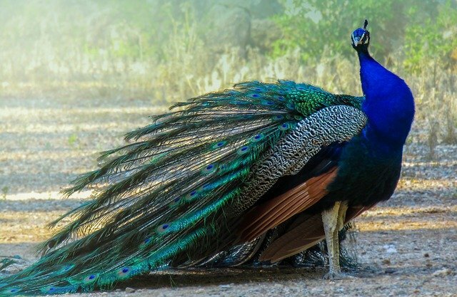 Peacock bird name in hindi