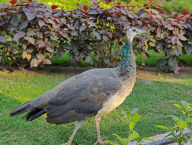 Peahen bird name in hindi