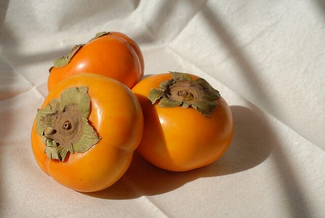 persimmons scientific name