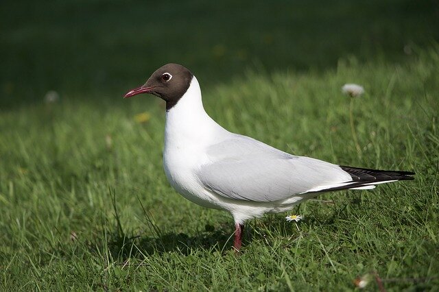 Pewit bird name in hindi