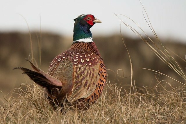 Pheasant bird name in hindi