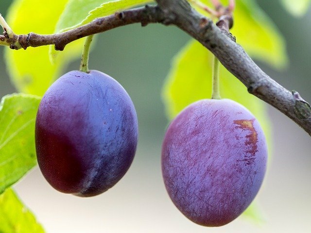 plum scientific name