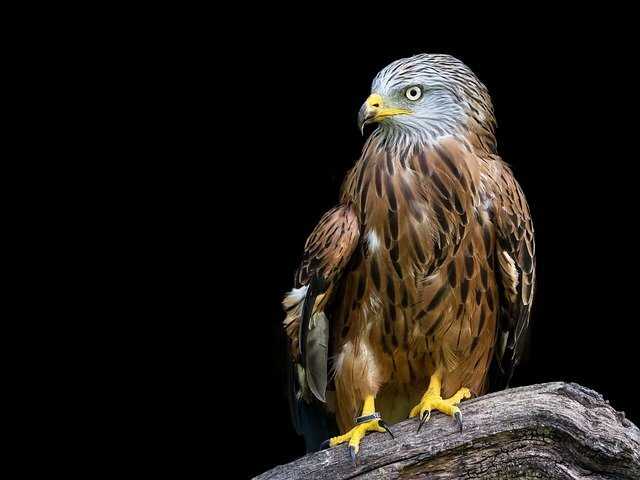 Kite bird name in hindi